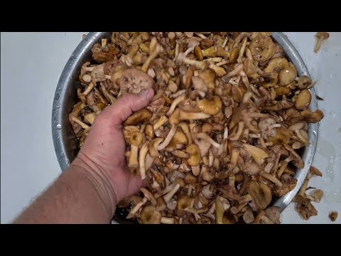 Видео: Как заготовить грибы на зиму, чтобы были свежими и вкусными. Опята на зиму.