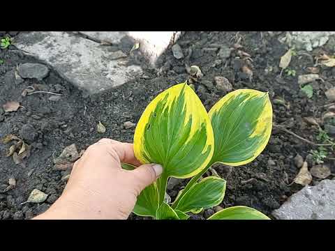 Видео: Хостовая клумба под яблоней🌳