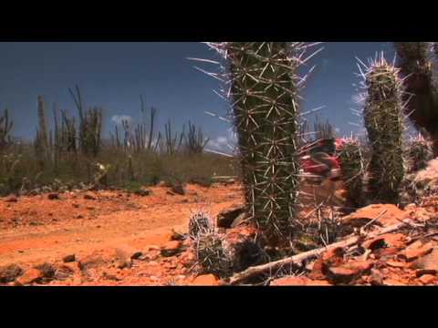 Видео: Карибские острова. Золотой глобус - 81