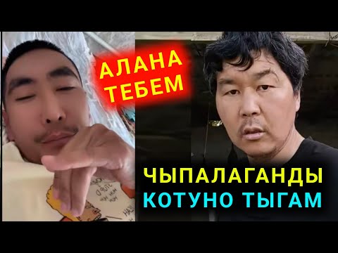 Видео: Мына сага Чыпалак Баатыр чыпалагынды котуно тыгам десе Аланды жула тебем дейт