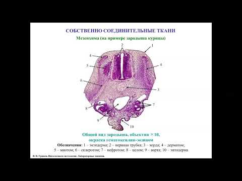 Видео: Собственно соединительные ткани, описание гистологических препаратов