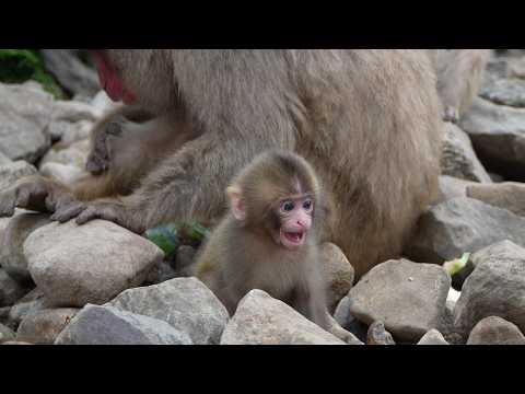 Видео: Драгоценные Первые Разы: Неуклюжее Время Еды Детеныша Обезьяны — Самое Милое， что Вы Увидите Сегодня