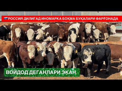 Видео: 🇷🇺ДИЛИГАД СИММЕНТАЛ ВА ГРЕФОРД СЕМИЗ ВА БОҚМА БУҚАЛАРИ ЭНГ ЗЎРЛАРИ ФАРҒОНАДА. 