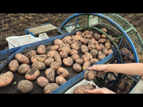 Видео: Обзор самодельного картофелеуборочного комбайна.