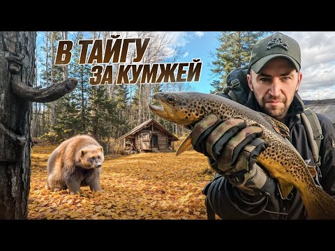 Видео: УШЁЛ  В ТАЙГУ. ЖИВУ В ИЗБЕ. ОСЕННЯЯ КУМЖА.