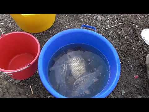 Видео: яз.Мандра 21.10.2025 г.до  24.10.2025 г. 60+ шаранки /каракуда над 1,100 кг /Без живарник