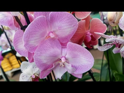Видео: Свежий завоз орхидей в магазине Бауцентр г. Омск.