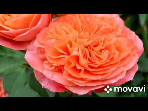 Видео: Роза Emilien Guillot,Massad Франция, 1997