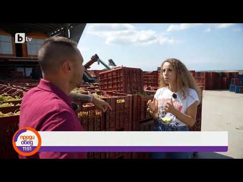 Видео: Преди обед: Животът е прекрасен: Пием младо вино в семейна винарна край Солун