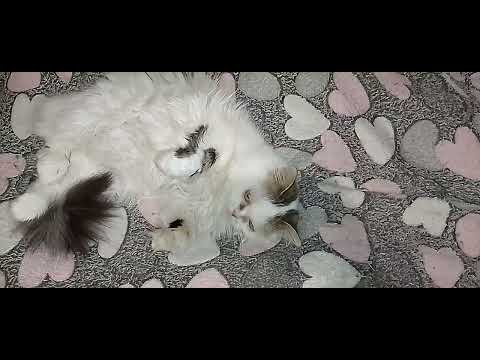 Видео: СПЯЩИЕ КОТИКИ!🥱🌄🐱ТИШИНА И "КОШКИ НА БАЛКОШКЕ" НОЧЬЮ!🩷🌛✨