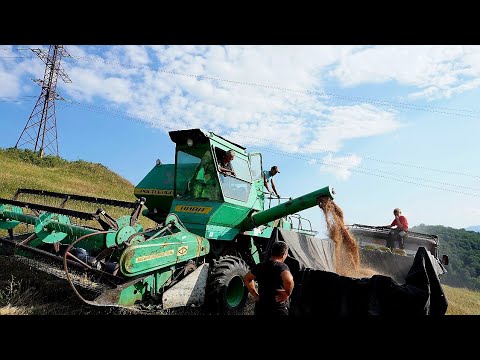 Видео: Արտը Հնձեցինք, Ցորենն Էլ Ամբարեցինք - Сбор Зерна- Շամշադինի Համը - Шамшадин