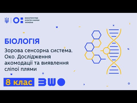 Видео: 8 клас. Біологія. Зорова сенсорна система. Око. Дослідження акомодації та виявлення сліпої плями