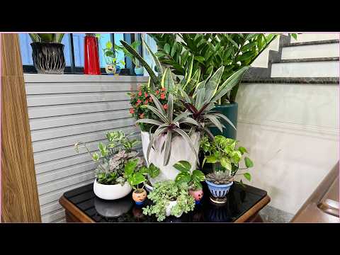 Видео: Комнатные растения для занятых людей и как смешивать змеевидные растения с другими растениями