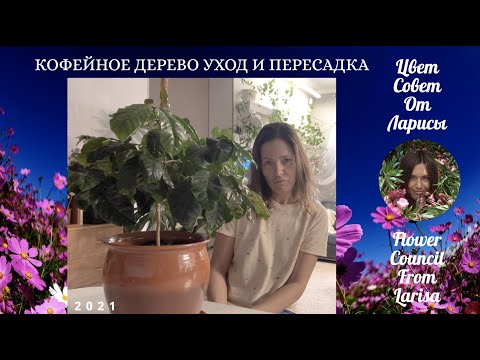 Видео: КОФЕЙНОЕ ДЕРЕВО УХОД И ПЕРЕСАДКА