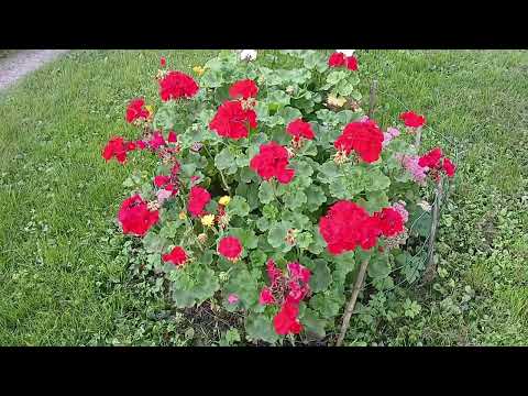 Видео: ПРОГУЛЯЛИСЬ😊И ВАМ ПОКАЗЫВАЕМ ...