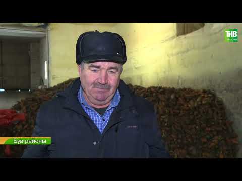 Видео: Туган җир 13/12/2024