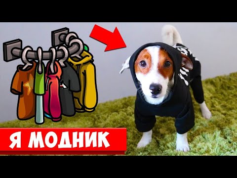 Видео: Собака оделся САМ + ДИВАН МОНСТР съел игрушку 🐾 Влог - 22 серия