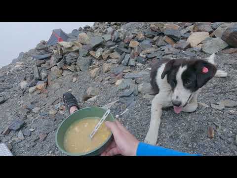 Видео: КАЗБЕК С СЕВЕРА  и грузинские пёсели