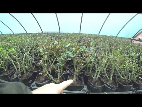 Видео: Я Использую ЭТО для Обработки Роз и Получаю НЕВЕРОЯТНЫЕ Результаты
