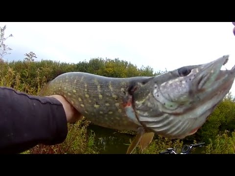 Видео: Осінні жор щуки в низині р.Горинь 27.09.24. ЩУКА!