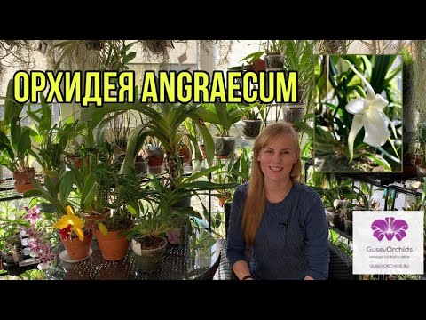 Видео: Орхидея Angraecum