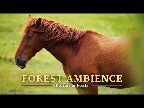 Видео: Расслабляющие звуки леса в 4K, пони и жеребята на ветру, природная атмосфера для сна, пение птиц