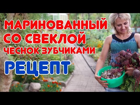 Видео: Как я мариную чеснок со свёклой в банках. Все в ШОКЕ от такой ВКУСНОТЫ! @galabum