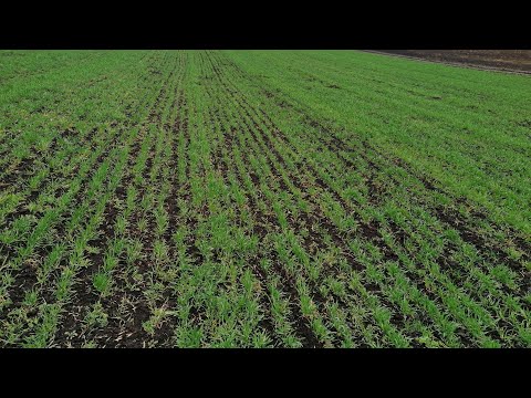 Видео: Підживлення сівалкою СЗ-3,6.Ефективне внесення азоту.Озимі ячмінь та пшениця #пшениця #внесенняазоту