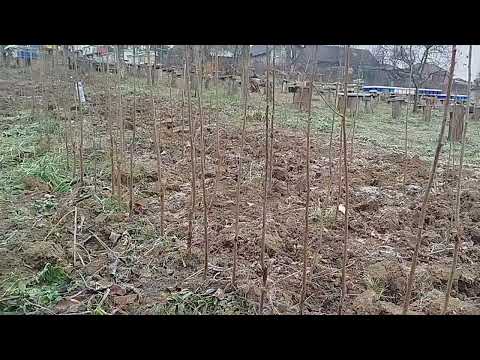 Видео: Сорти хурми , які будемо прививати.
