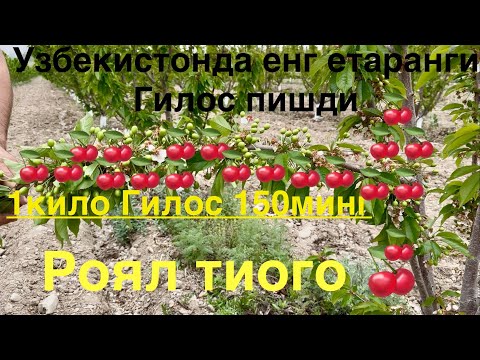 Видео: Роял тиого енг ертанги нав +998938506661
