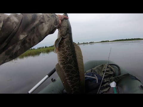 Видео: Ловля змееголова на лягушку. Поимка крупного змееголова (2020).