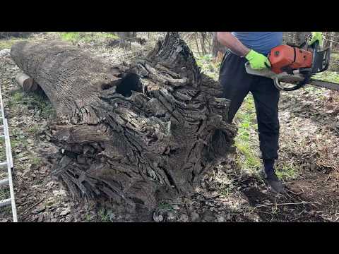 Видео: Древняя реликвия, практически уничтоженная при распиловке!