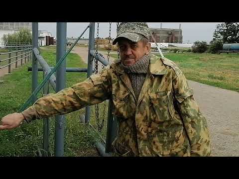 Видео: ЖЕРЕБЕЦ, РАСЧИСТКА КОПЫТ. КУЗНЕЦ.