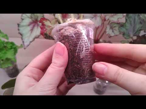 Видео: Распаковка бегоний.