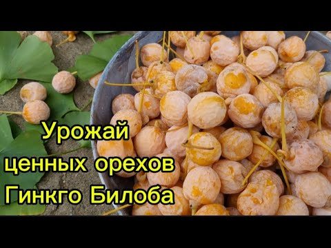 Видео: Как я собираю урожай полезных орехов #жизньвюжнойкорее #жизньвдеревне #орех