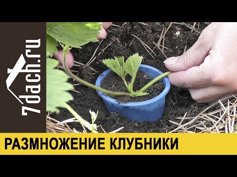 Видео: Размножение клубники (садовой земляники) усами - 7 дач
