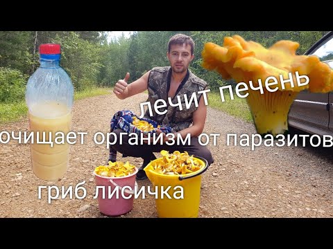 Видео: Грибы лисички. Настойка на водке от паразитов. рецепт здоровья