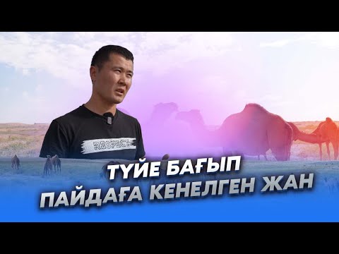 Видео: Еңбек адамы | Түйе бағып пайдаға кенелген жан