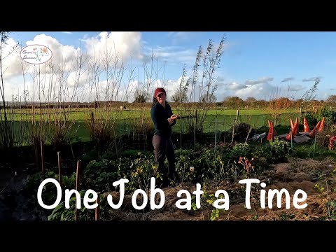 Видео: Сохраняем мотивацию в саду срезанных цветов 🌺