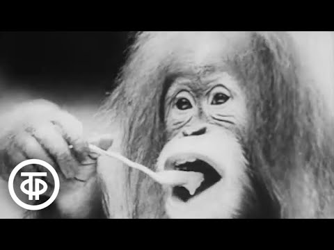 Видео: Зоология. Отряд приматы (1973)