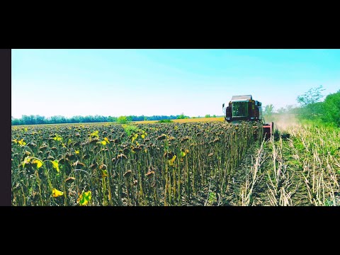 Видео: 1 Ч. Начали уборку подсолнечника, комбайн Палессе GS 12, работаю на КамАЗе хтх 215 - сезон 2020 -