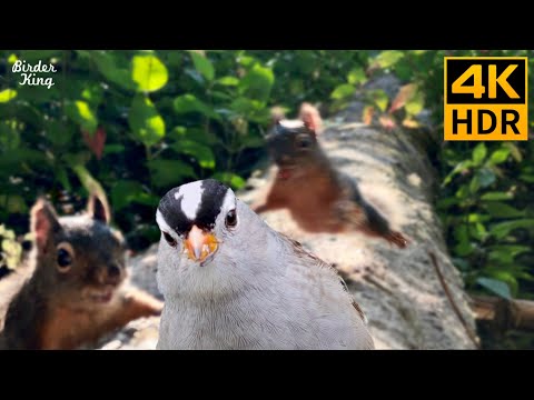 Видео: КОШКА ТВ 📸🐿 Белки и птицы любят селфи 🐦 8 часов (4K HDR)