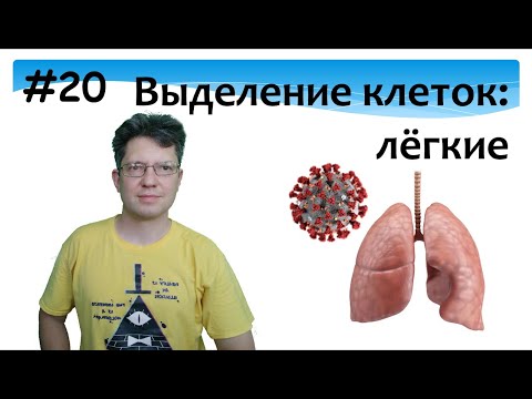 Видео: Культура клеток лёгких. Выделение. Альвеолоциты.