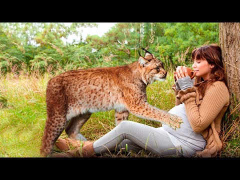Видео: Мачеха хотела отравить беременную падчерицу, подлив яд ей в чай, но рысь учуяла отраву и сделала..