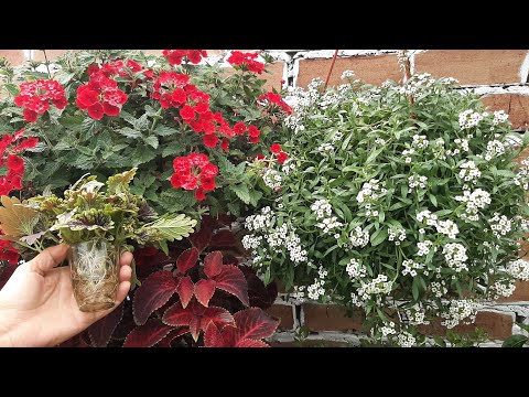 Видео: ЧЕРЕНКУЮ ЦВЕТЫ В ВОДЕ не ожидал что так БЫСТРО и ЛЕГКО можно размножить цветы черенками осенью