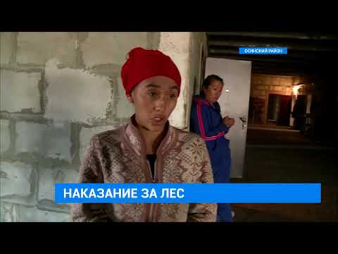 Видео: Незаконный лесозаготовительный пункт