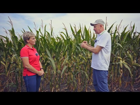 Видео: Какие лимитирующие факторы влияют на урожайность кукурузы?