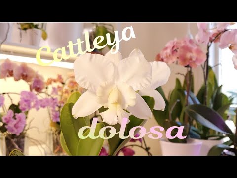 Видео: Cattleya dolosa Цветение 2022