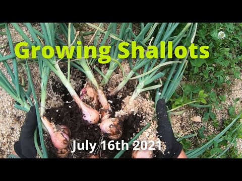 Видео: Как мы выращиваем голландский красный шалот