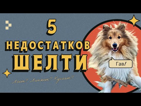 Видео: ТОП-5 НЕДОСТАТКОВ породы ШЕЛТИ